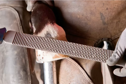 Pferd Tarnik do kopyt końskich płaski 350 mm z uchwytem